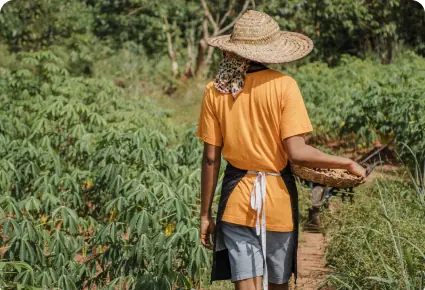 A farmer in a yellow shirt and straw hat walking through a field of crops