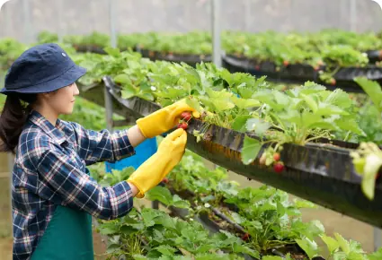 A farm worker in gloves tending plants in a greenhouse